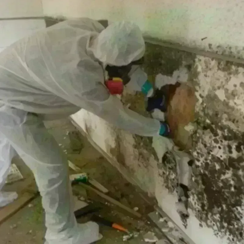 Mold Remediation and Removal in City View, SC